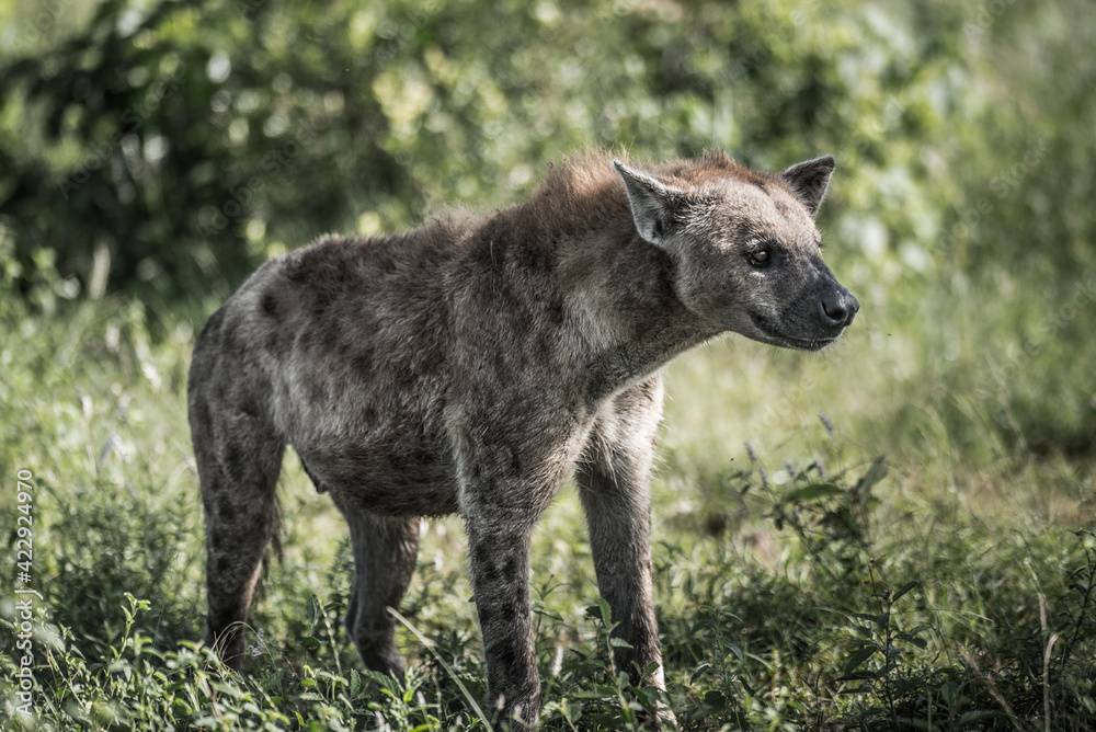 Full body of an adult Spotted Hyena standing in the green African bush in Kruger National Park, blurred background.
Full body of an adult Spotted Hyena standing in the green African bush in Kruger National Park, blurred background.