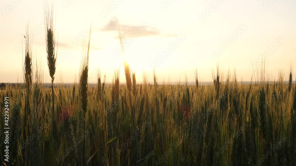 summer landscape with evening wheat field at the sunset time
summer landscape with evening wheat field at the sunset time