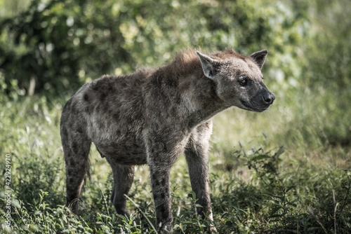 Full body of an adult Spotted Hyena standing in the green African bush in Kruger National Park, blurred background. 