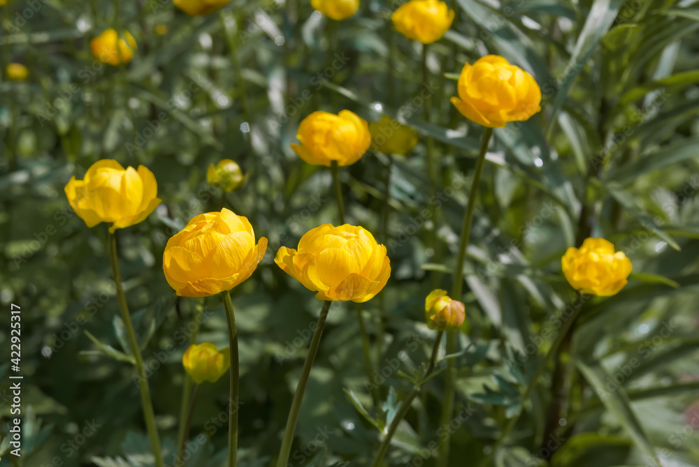 Fototapeta premium Globe-flower (Trollius europaeus) in garden