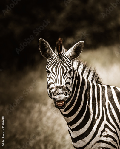 Cheaky Burchell s Zebra smiling  flehmen  grimace  Kruger National Park. 