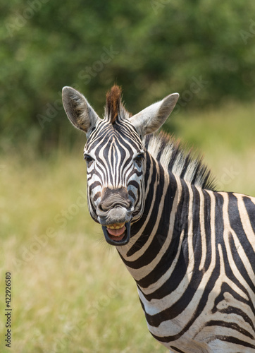 Cheaky Burchell's Zebra pulling a grimace, Kruger National Park. 