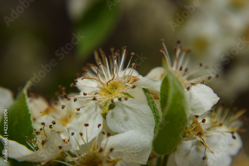 Yellow white Callery Pear flower macro close-up side view