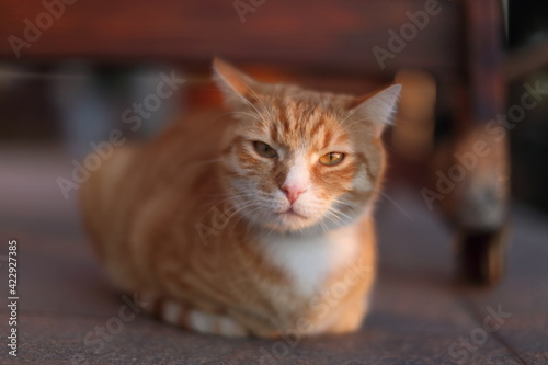 Portrait of Playful Ginger Cat outdoors in the garden © ranniptace