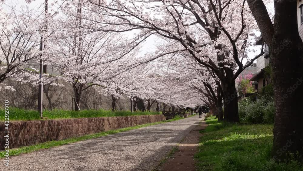 公園の桜並木 日本の春のイメージ 公園の桜並木 日本の春のイメージ