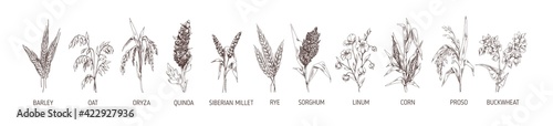 Set of cereal plants. Crops of barley, rye, corn, buckwheat, flax, oat, proso, quinoa, rice, Siberian millet and sorghum. Drawn vector illustration of detailed spikelets isolated on white background
