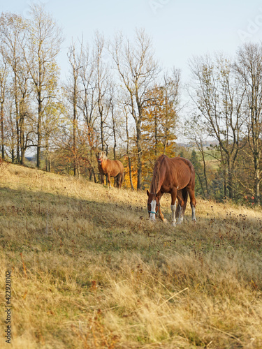 Couple of brown horses on hilly grasslands in pure nature, Krusne Mountains, Czech Republic