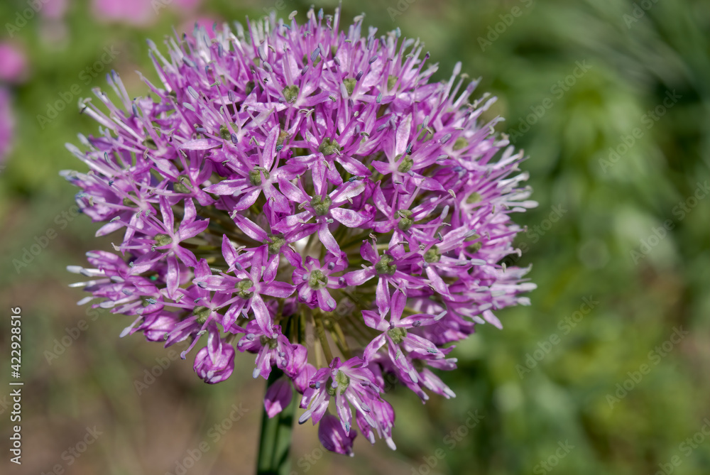 Flowering Onion (Allium aflatunense) in garden Flowering Onion (Allium aflatunense) in garden