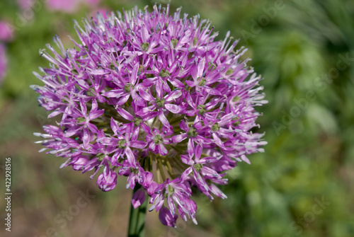 Flowering Onion  Allium aflatunense  in garden