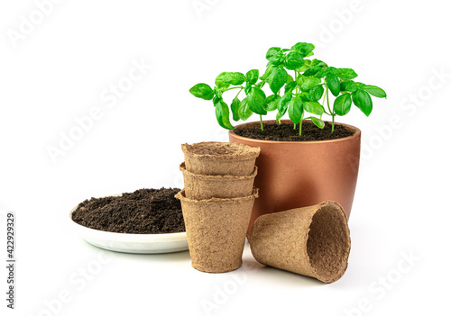 Young basil sprouts in a pot, peat pots, and soil isolated on a white background.