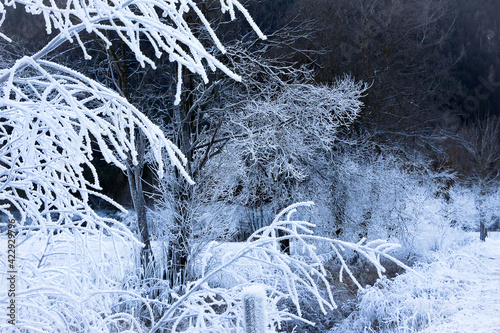 Alberi ricoperti di neve photo