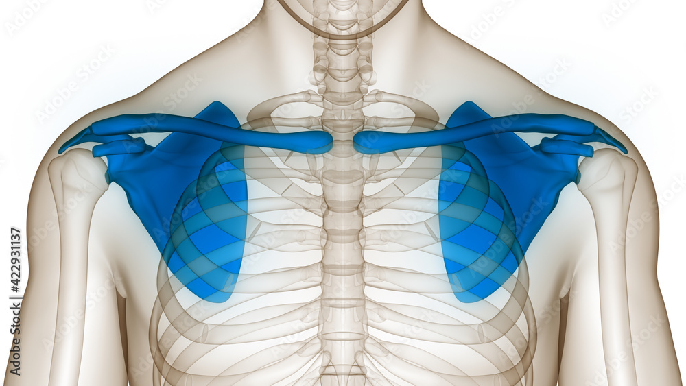 Human Skeleton System Pectoral Girdle (Shoulder Girdle) Anatomy Stock  Illustration