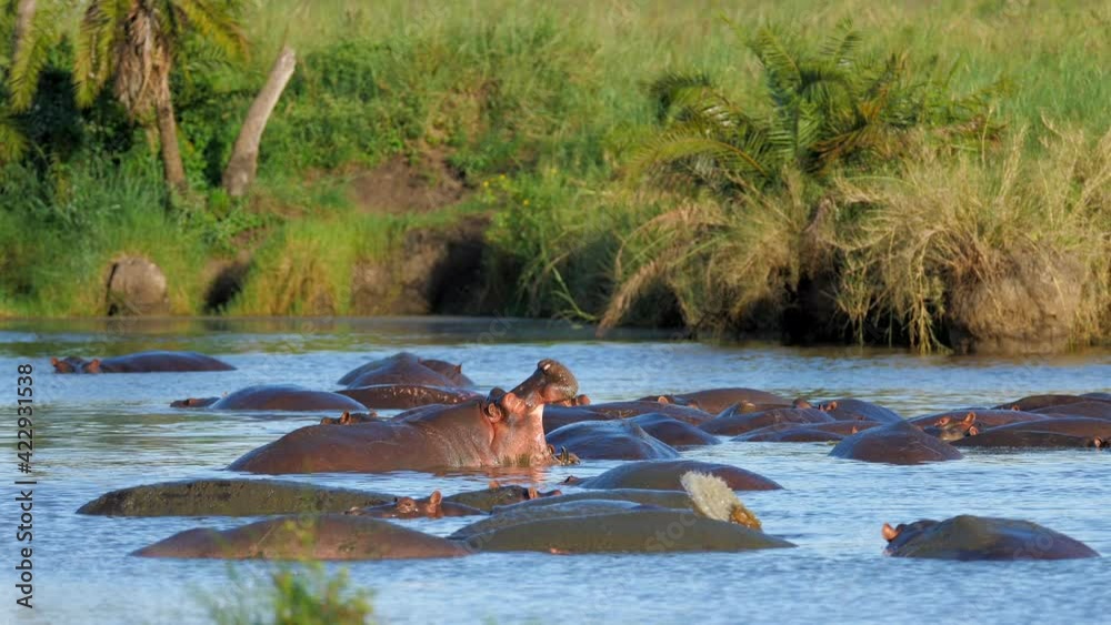 The African Hippopotamus is in the hippopotamus pond yawning. Rare wildlife footage captured during a scientific expedition in Tanzania, professional cinema equipment, Leica optics, downscale 6K. The African Hippopotamus is in the hippopotamus pond yawning. Rare wildlife footage captured during a scientific expedition in Tanzania, professional cinema equipment, Leica optics, downscale 6K.