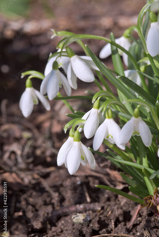 Snowdrop (Galanthus nivalis) in garden, Central Russia Snowdrop (Galanthus nivalis) in garden, Central Russia