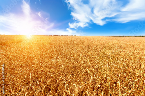 Golden field of wheat. Beautiful summer landscape.