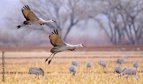  two sandhill cranes coming in for landing in a corn field in their winter habitat of bernardo state wildlife refuge near socorro, new mexico photo