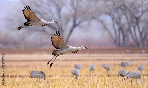  two sandhill cranes coming in for landing in a corn field in their winter habitat of bernardo state wildlife refuge near socorro, new mexico