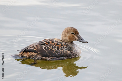 Bild auf Leinwand Female King Eider Somateria spectabilis Swimming on river in Moscow