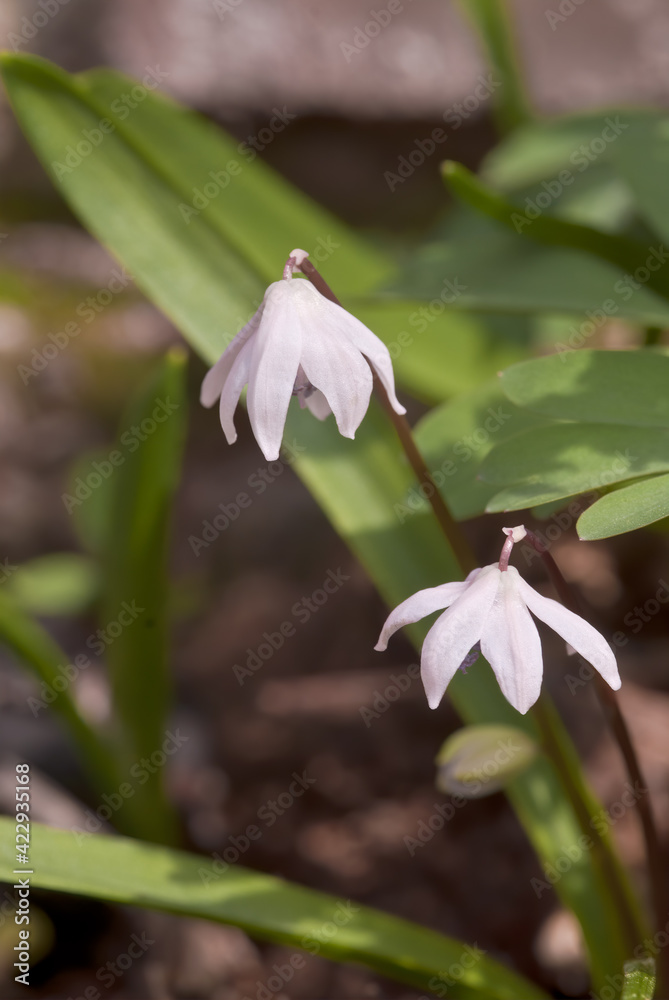 Siberian Squill (Scilla siberica) in garden, Central Russia