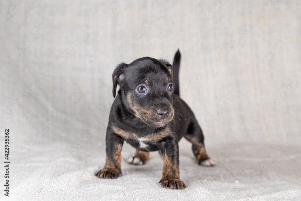 Brown and black brindle Jack Russell Terrier dog puppy. Looks cheeky, dog front view. Cream colored background