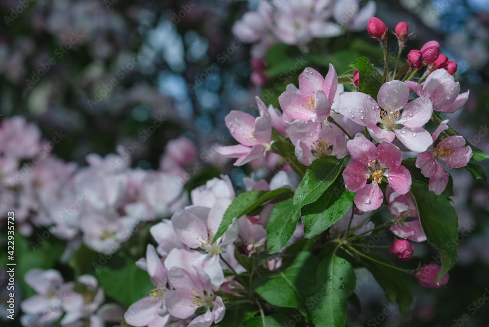 Вackground spring- flowers apple Вackground spring- flowers apple