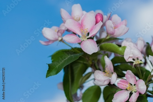 Fototapeta Naklejka Na Ścianę i Meble -  Вackground spring- flowers apple
