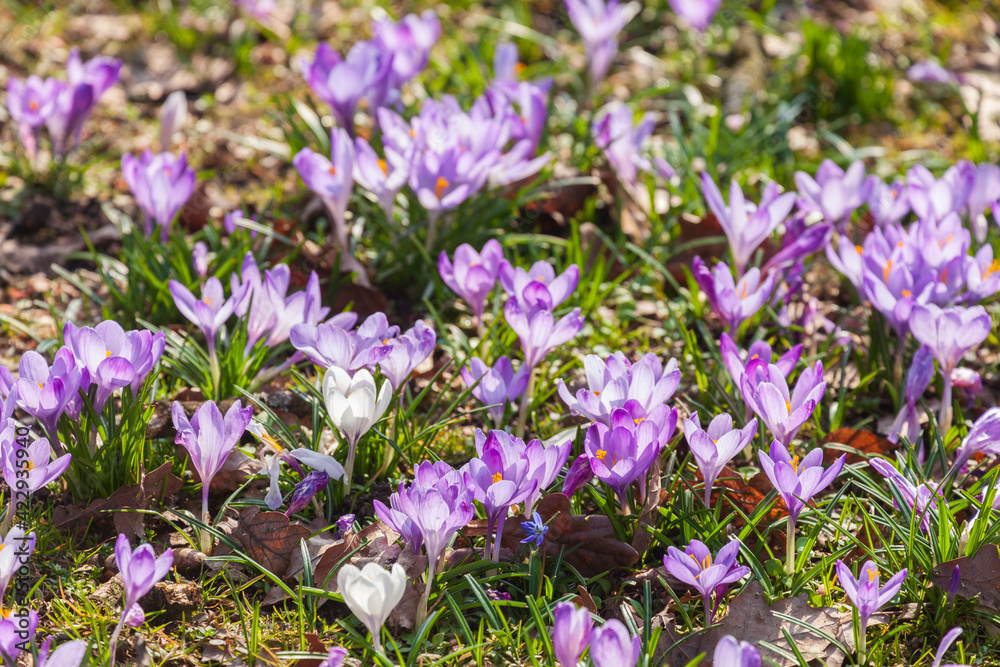 Obraz premium Blühende Krokusse, Close-Up, Deutschland, Europa