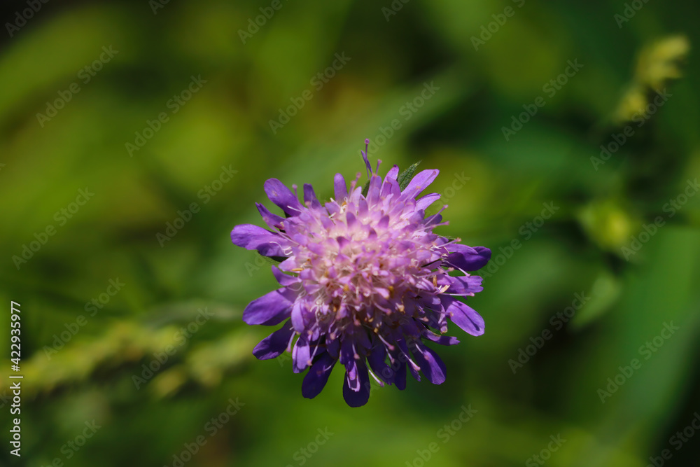 Blooming clover in the meadow on a sunny day. Blooming clover in the meadow on a sunny day.