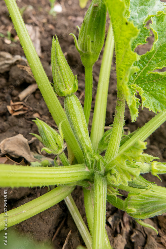 Obraz premium Plant de courgette