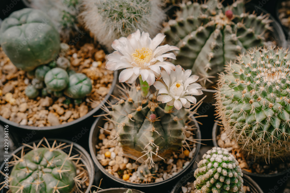 Cactus flowers, Gymnocalycium mihanovichii with white flower is blooming on pot, Succulent, Cacti, Cactaceae, Tree, Drought tolerant plant. Cactus flowers, Gymnocalycium mihanovichii with white flower is blooming on pot, Succulent, Cacti, Cactaceae, Tree, Drought tolerant plant.