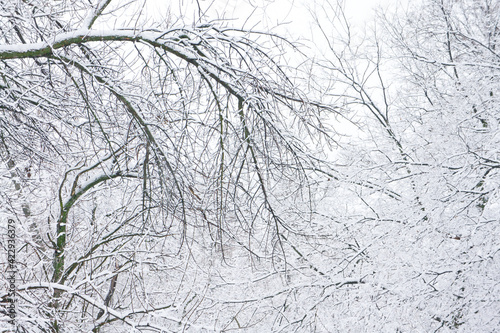 Branches of trees under the snow that fell in the spring in the old park.