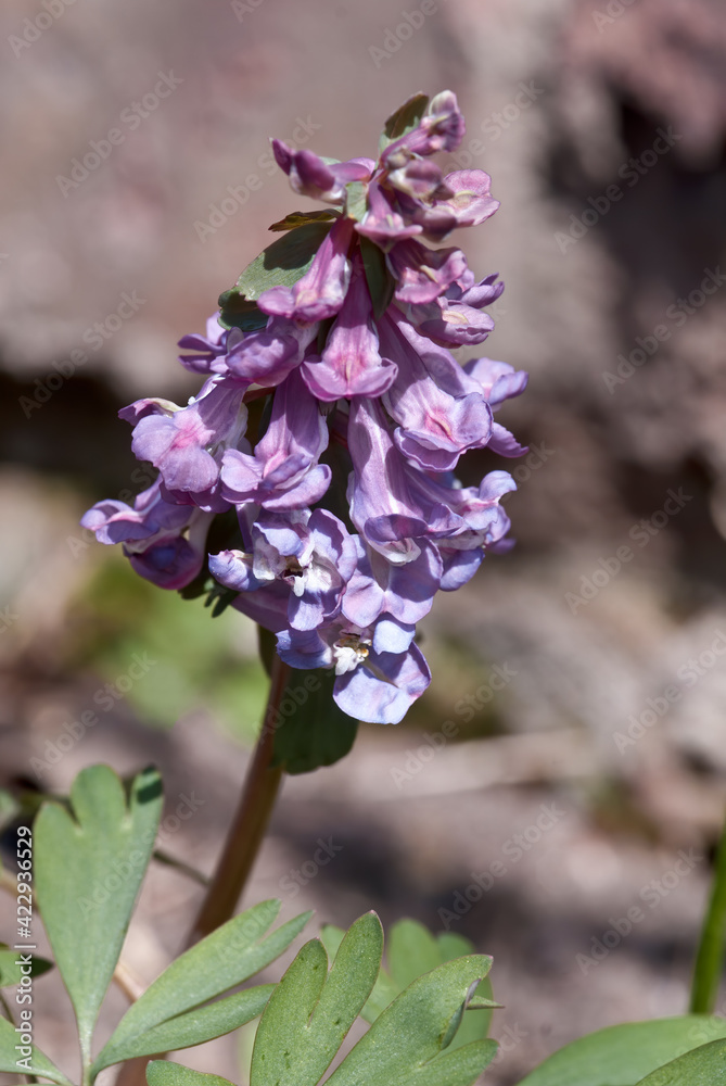 Solid-tubered Corydalis (Corydalis solida) in forest, Central Russia Solid-tubered Corydalis (Corydalis solida) in forest, Central Russia