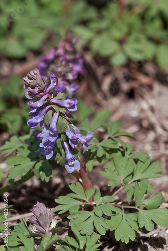 Solid-tubered Corydalis (Corydalis solida) in forest, Central Russia