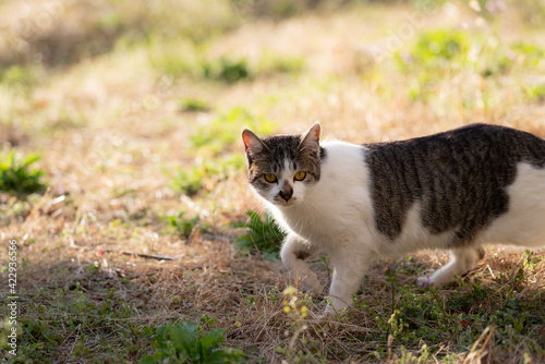 Wallpaper Mural 歩く猫　キジトラ猫 Torontodigital.ca
