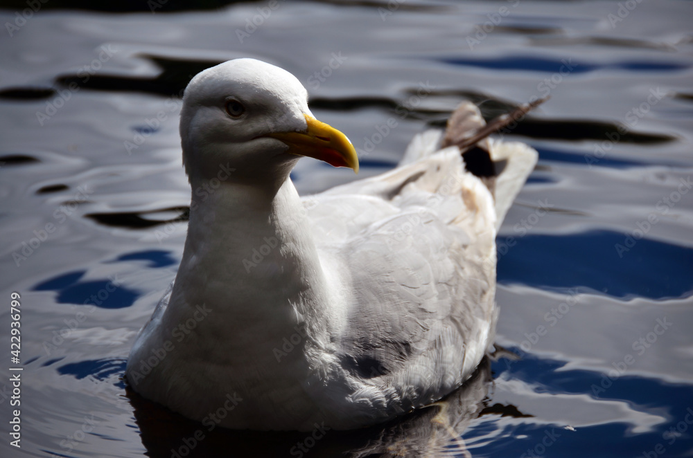 Seagull on the water.
Big bird with yellow beak. Marine animals in northern europe.