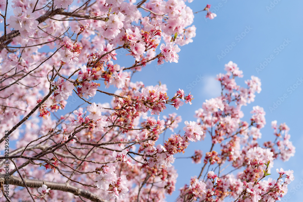 春が来る　満開の桜と青空