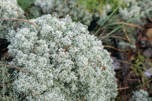 macro photo of deer Iceland moss or Cetraria islandica bush, selective focus. Herbal medicine. photo