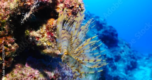 tubeworm scenery underwater open wings and collecting particles in water fan worm ocean scenery in cave riftia photo