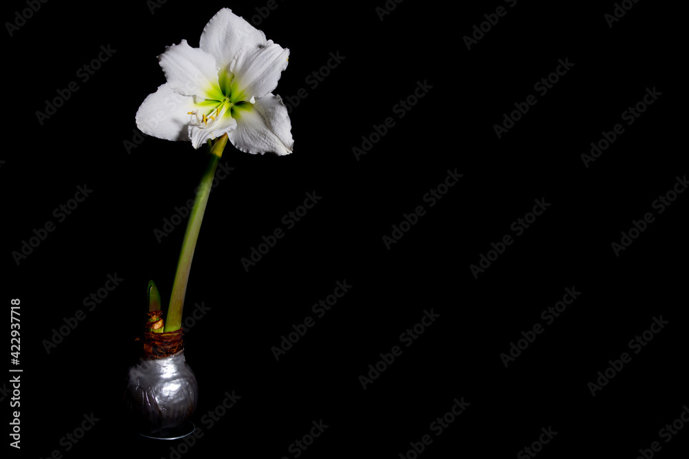 Single white amaryllis flower blossom with wax bulb isolated on black background with copy space Single white amaryllis flower blossom with wax bulb isolated on black background with copy space