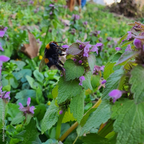 bee on a flower