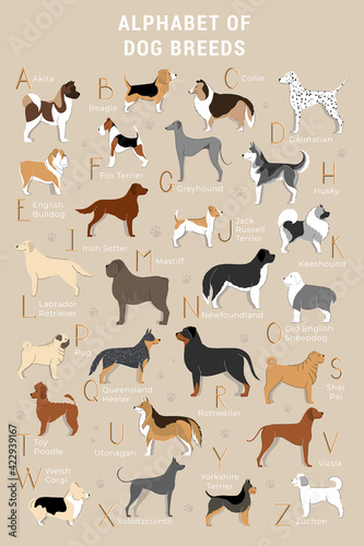 Cute printable alphabet with dogs for kids.  Hand drawn poster with dogs for learning.  Creative illustration for dog lovers. Sticker pack with dogs and breeds  photo