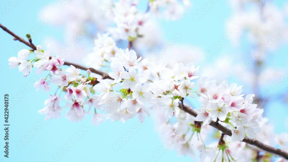 桜の花 イメージ 桜の花 イメージ