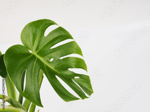 Green monstera leaves on a white background, copy space for text