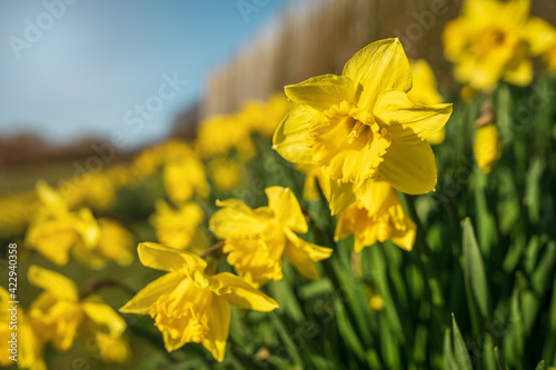 Bunch of yellow daffodils flowers blooming in spring outdoor. Beautiful bright floral background with copy space.