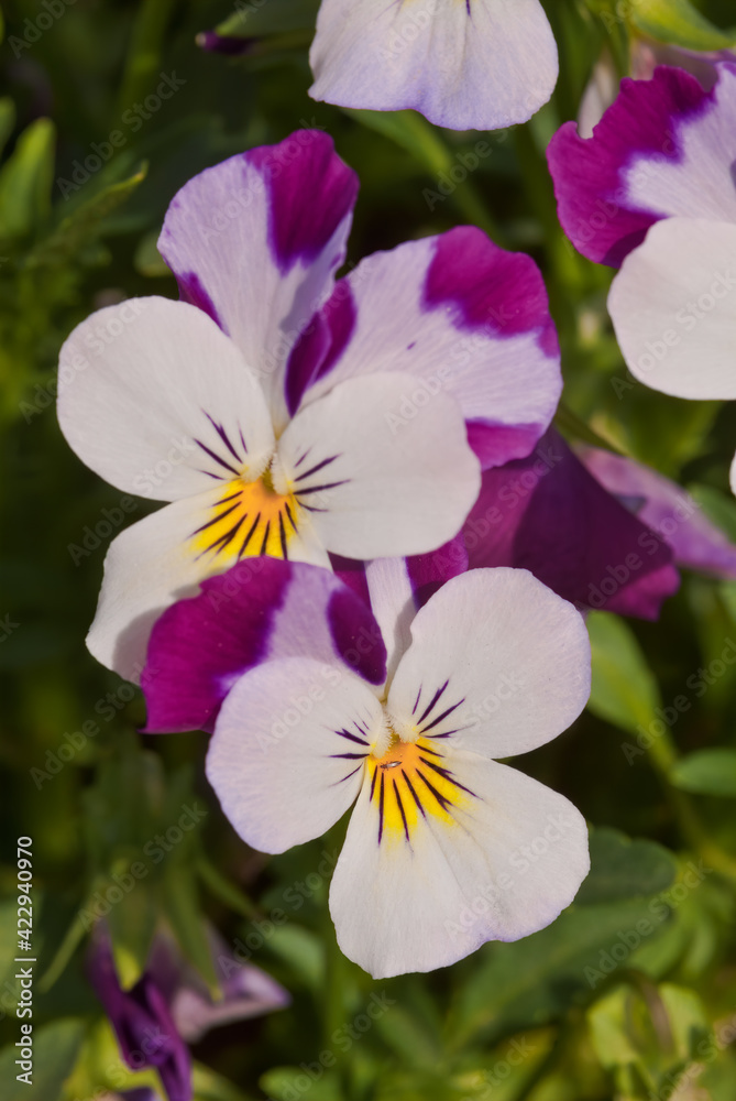 Heartsease (Viola tricolor) in garden Heartsease (Viola tricolor) in garden