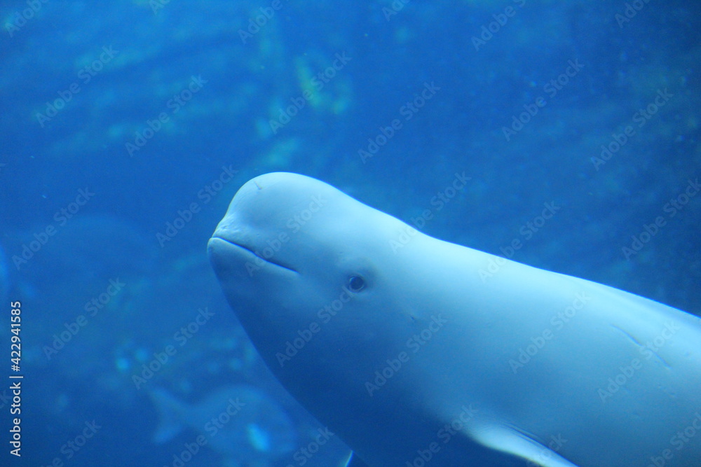 Fototapeta premium スナメリの顔