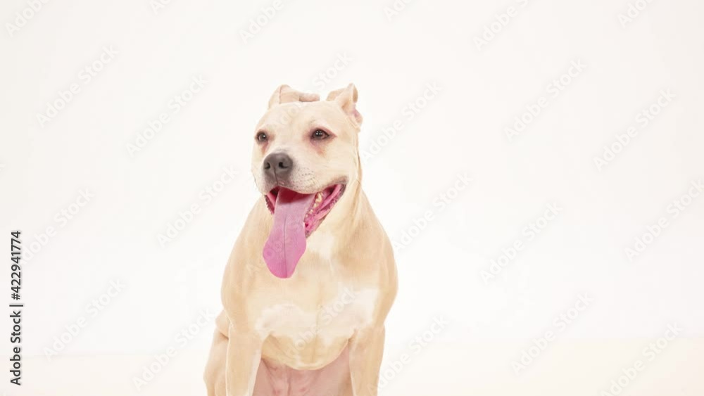Happy Dog American Staffordshire Terrier Standing Relaxing White Background