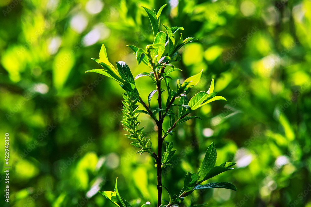sprout of a young tree in spring sprout of a young tree in spring