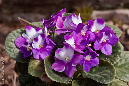 African Violet  Saintpaulia hybrida  in greenhouse