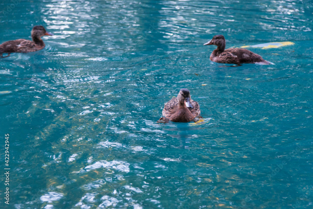 ducks floating in the pond